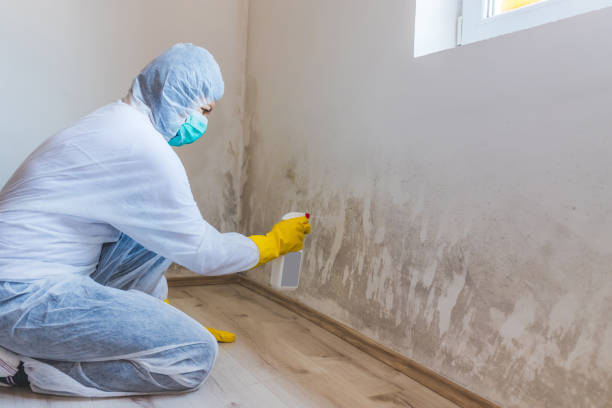 Licensed Basement Mold Remediation service in Seffner, FL - WQB Mold Removal