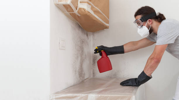 Professional Basement Mold Remediation technician working in Seffner, FL