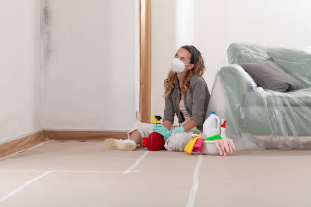 Reliable Basement Mold Remediation contractor in Seffner, FL by WQB Mold Removal